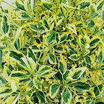 Euonymus Bravo Patio Tree  2