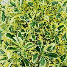 Euonymus Bravo Patio Tree  2