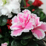 Azalea Carnaval  2