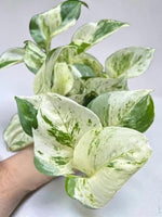 Epipremnum 'Happy Leaf' Manjula Pothos  2