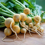 Turnip Plant  3