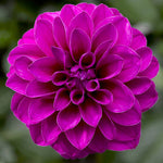 Dahlia Grandalia  4