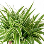 Spider Plant - Chlorophytum Ocean  2