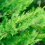 Leylandii Cypress Patio Tree  2
