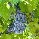Grape Vine Plant  7