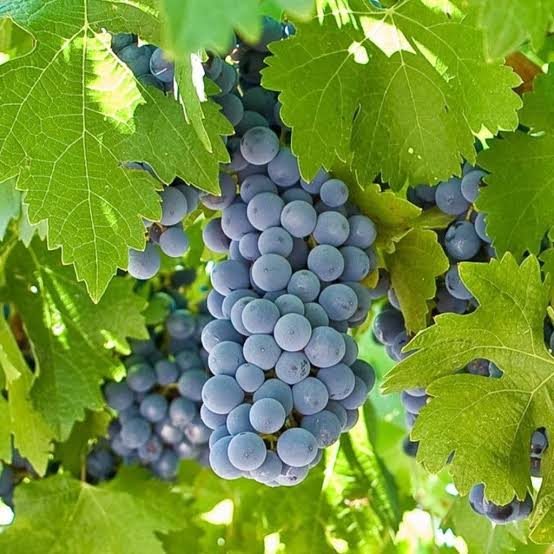 Grape Vine Plant  7