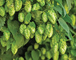 Hops Plant - Humulus Lupulus  1