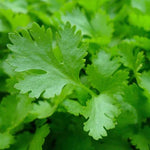 Parsley French Flat Leaf  2