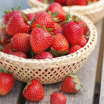 Strawberry Plant Trio  2