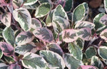 Sage Tricolour Plant  2