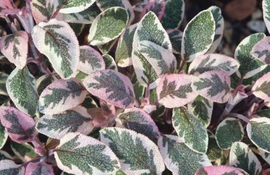 Sage Tricolour Plant  2