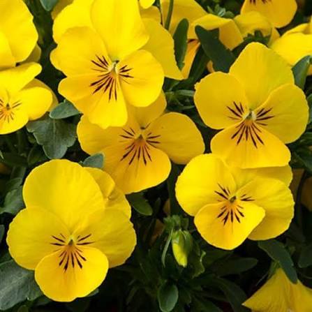 Trailing Pansy Freefall XL  1