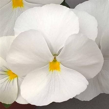 Trailing Pansy Freefall XL  5