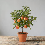 Patio Apple Tree - Mixed Varieties  1