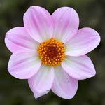 Dahlia Dahlegria  4