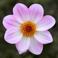 Dahlia Dahlegria  4
