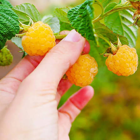 Rubus idaeus Fall Raspberry Plant