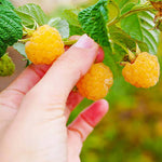 Raspberry Plants  13