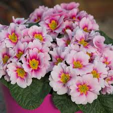 Primrose Apple Blossom Bedding Plants  2