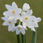 Narcissus Paperwhite Bulbs - White Daffodils  2