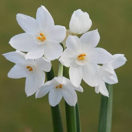 Narcissus Paperwhite Bulbs - White Daffodils  2