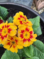 Primrose Plant - Primula elatior Castillian  2