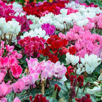 Cyclamen & Fern Plant Mix  2