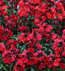 Erysimum Wallflower  5