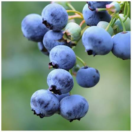 Blueberry Plant  1