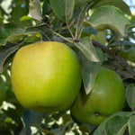 Large Apple Tree  2