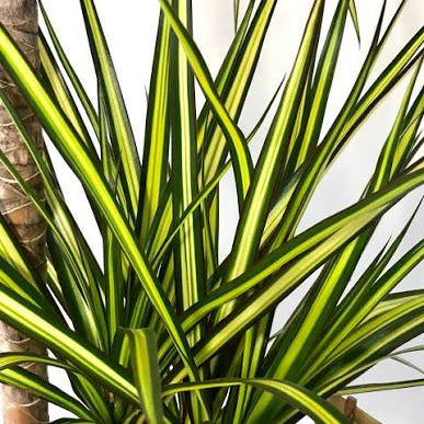 Dracaena Marginata Sunray  3