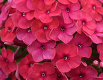 Phlox  5