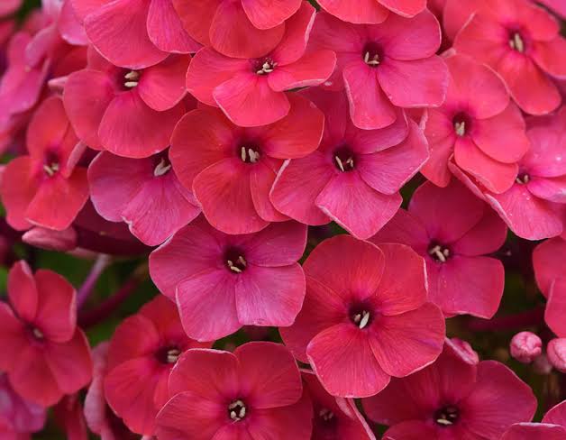 Phlox  6