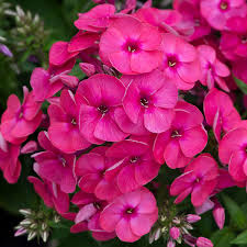 Phlox Ka-pow pink  1