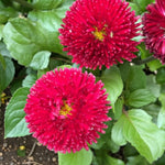 Bellis Habanera Red  1