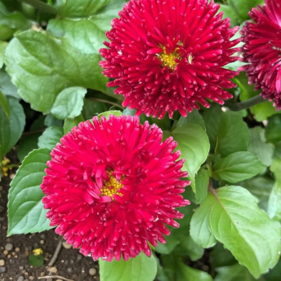 Bellis Habanera Red  1
