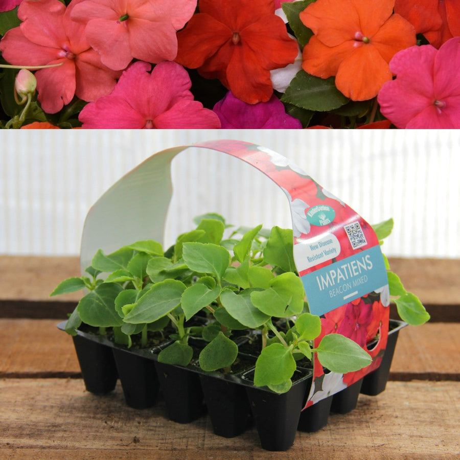 Plug Plants - Impatiens Beacon Berry Ripple Mixed  3