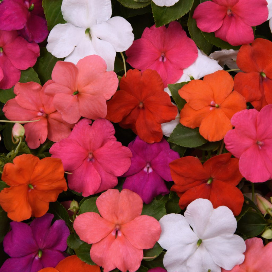 Plug Plants - Impatiens Busy Lizzie Beacon Mix  1