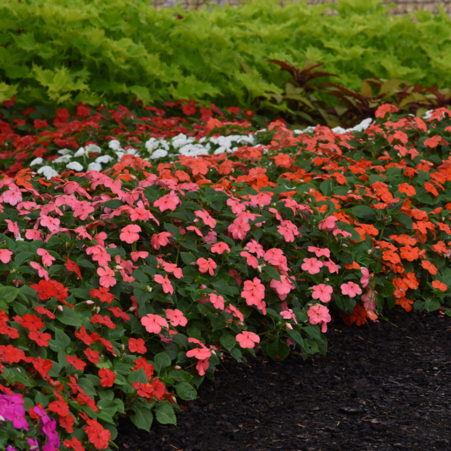 Plug Plants - Impatiens Busy Lizzie Beacon Mix  4