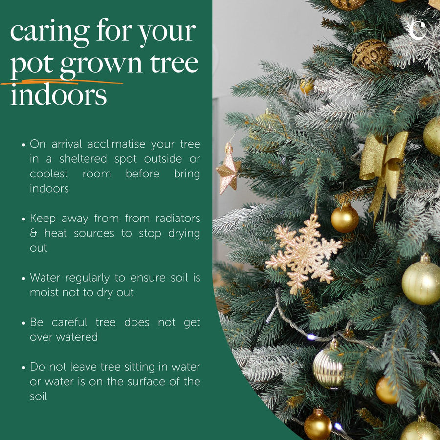 Nordmann Fir Pot Grown Christmas Tree A festive Christmas tree decorated with gold ornaments, next to a green panel with care instructions for pot-grown trees indoors. Tips include acclimatising the tree in a cool spot, keeping it away from radiators, watering regularly without overwatering, and avoiding water pooling in the pot. 6