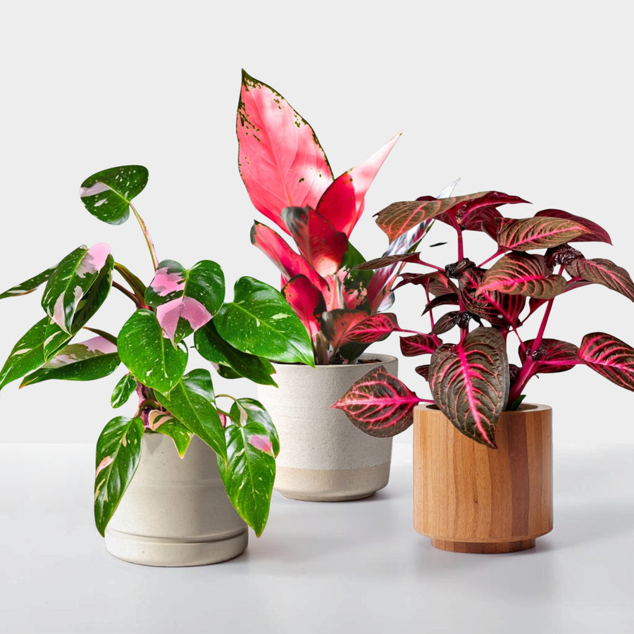 Indoor Plant Colour Collection -  Philodendron Pink Princess, Aglaonema Cherry Baby & Iresine Herbstii ‘Rich Redstar  1