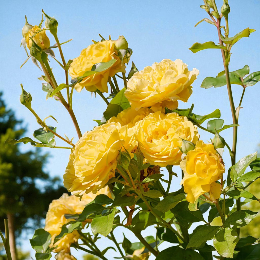 Inka Rose Bush