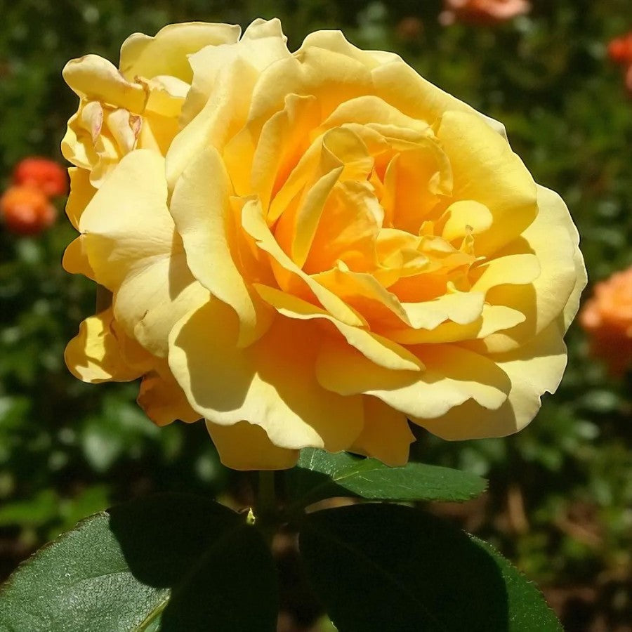 Inka Rose Bush