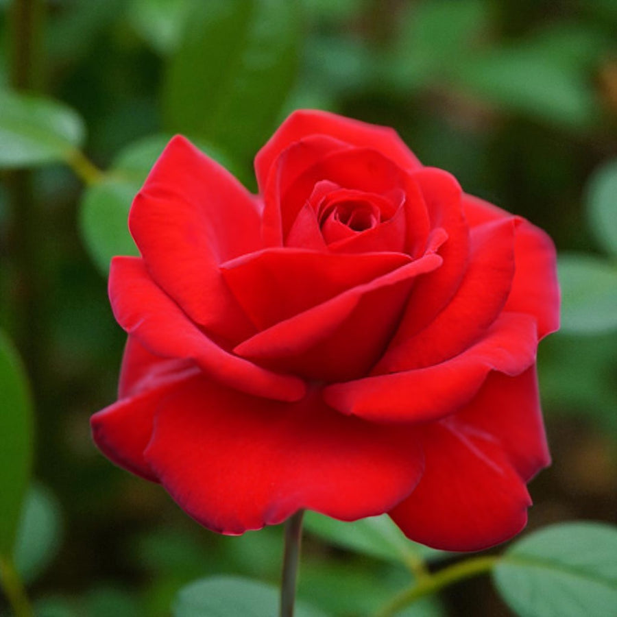 Invincible Bare Root Rose  1