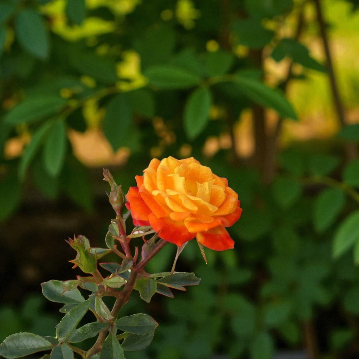 Irish Eyes Bare Root Rose  2