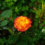Irish Eyes Bare Root Rose  3