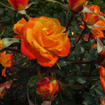 Irish Eyes Bare Root Rose  1