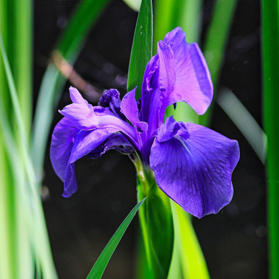 pond plants