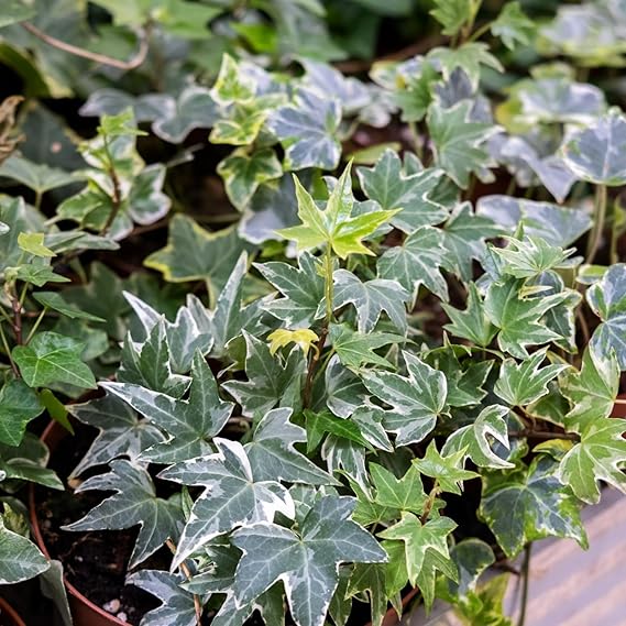Hedera Helix White Ivy Plant Gift in Terracotta Pot English Ivy Plant Gift in Terracotta Pot image2 2
