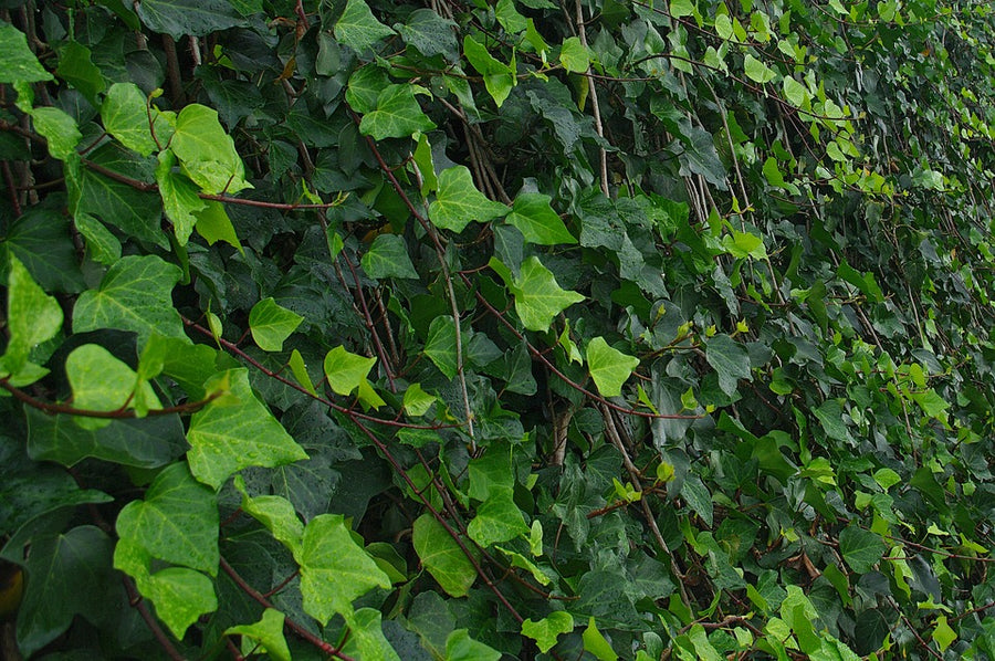Hedera Helix - English Ivy ivy-395950_960_720 4